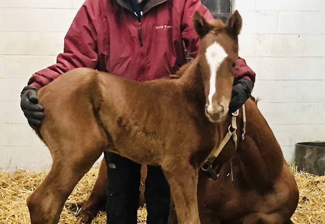 Be still my heart! #CaliforniaChrome Filly foaled March 2nd at Taylor Made Farm to awesome #TheWorldWeKnow.  #VindicateRacing #MartinFoals #TaylorMadeFarm