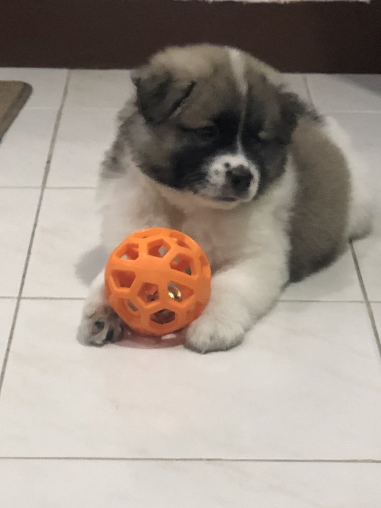 yellowblah's tweet photo. Our bundle of joy! Meet Caramba! 🐶 We are officially pawrents. :) #Chowsky https://t.co/vL79lsXKdp