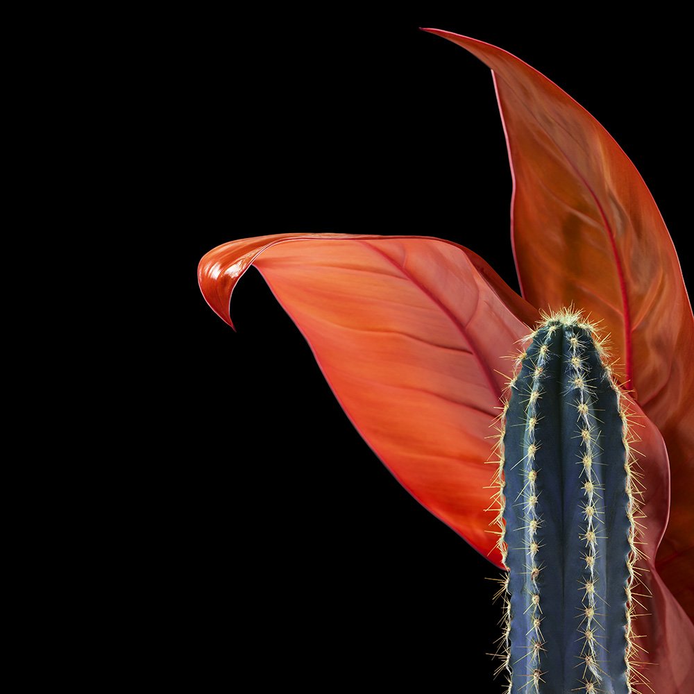 Work in progress. Explorations...

#workinprogress #stilllife #cacti #philodendron #sherrygriffinphoto #sherrygriffinphotography