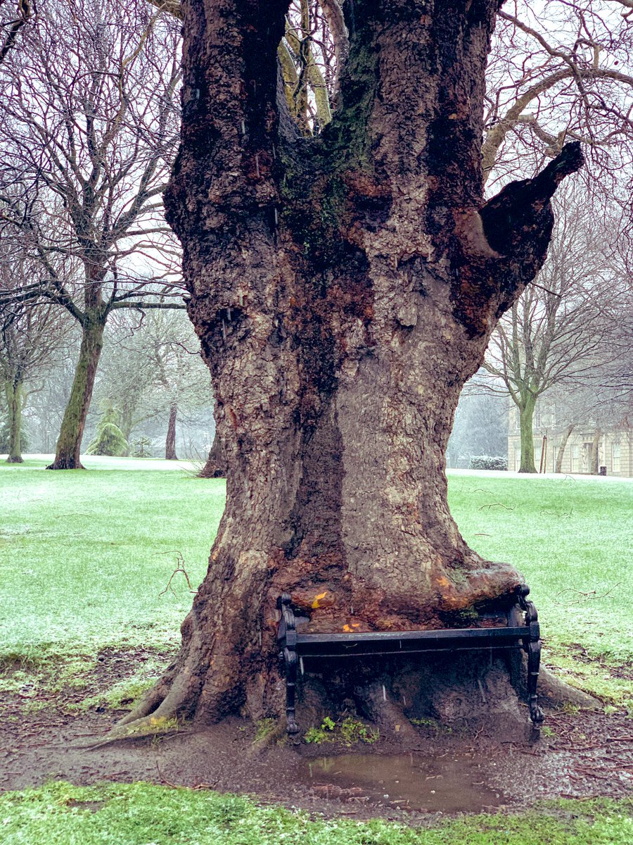 kimjeroense's tweet photo. Nature can be brutal ๐ @KTTunstall https://t.co/zuanCm1qvb #hungrytree https://t.co/Cs6sNAcDY4