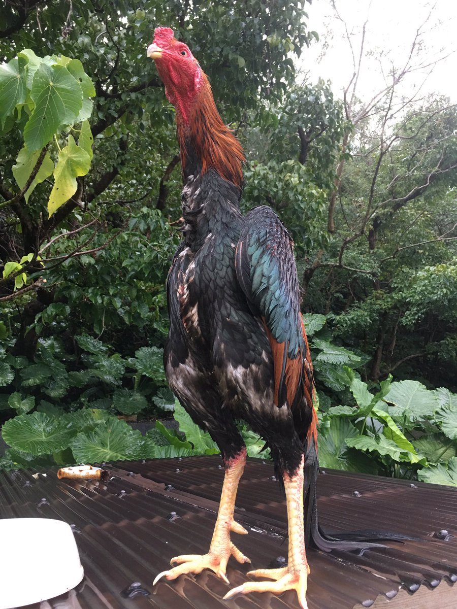 ジョン かっこいいラオウくん Raoh Cool Lookin Rooster Okinawa Chicken Gamefowl Rooster Cockfight 沖縄 鶏 闘鶏 軍鶏 タウチー