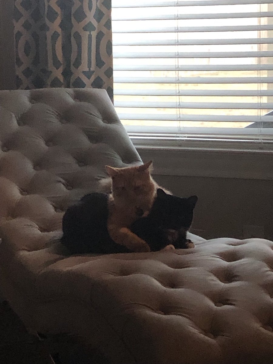 giuseppegoodboy's tweet photo. Slep with my zister Isabel today. Soft n worm mmm.m https://t.co/2ZqC37FoJq
