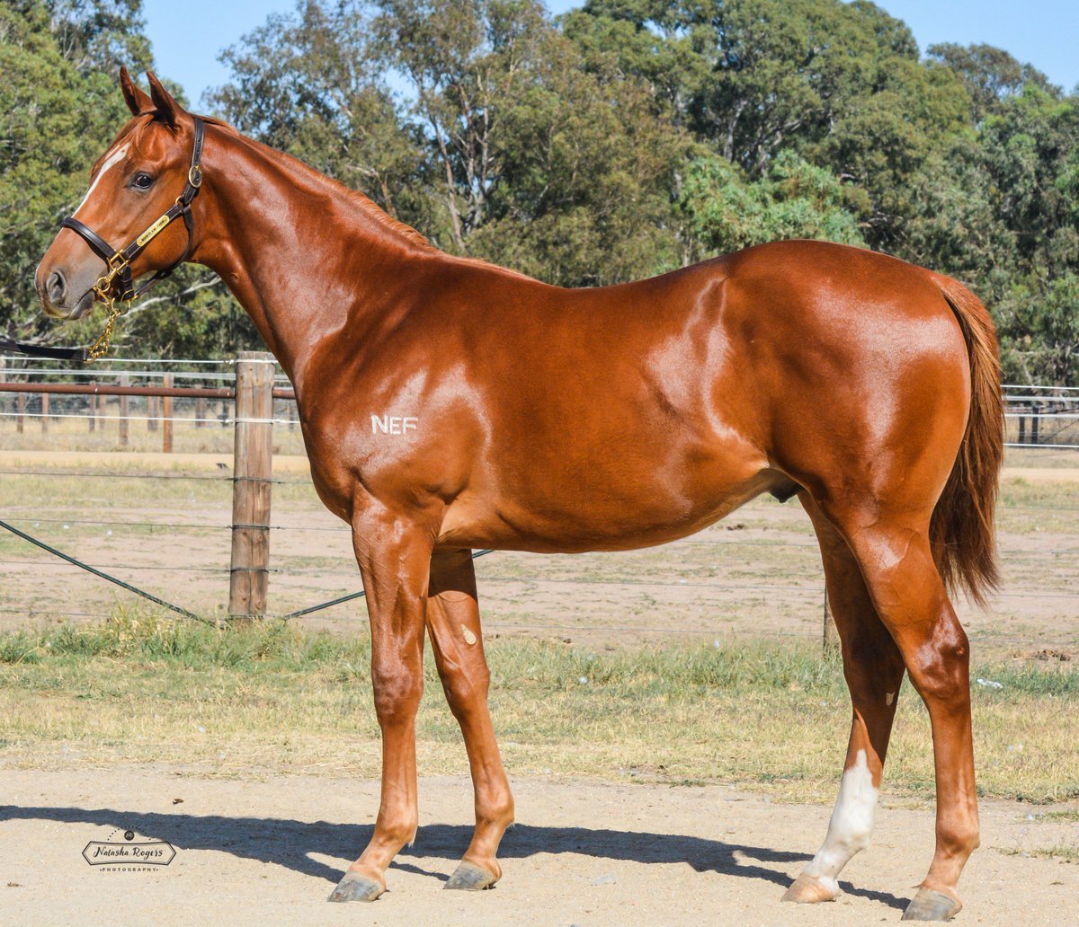 NEF_stud's tweet photo. #LOT282 may well be the best #OamaruForce colt we've sent to sale #Strong #Balanced
The full brother of #TheBigDance & #HongKong placed #ScarboroughFair
Heads to @mmsnippets #Adelaide #Unreserved #NEF #BidToBuy
Further details:
https://t.co/ET5cHsBZsU https://t.co/b6NCXHB4yc