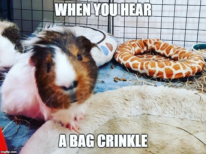 Theguineapighut Meme Page Pig Hut Twitter