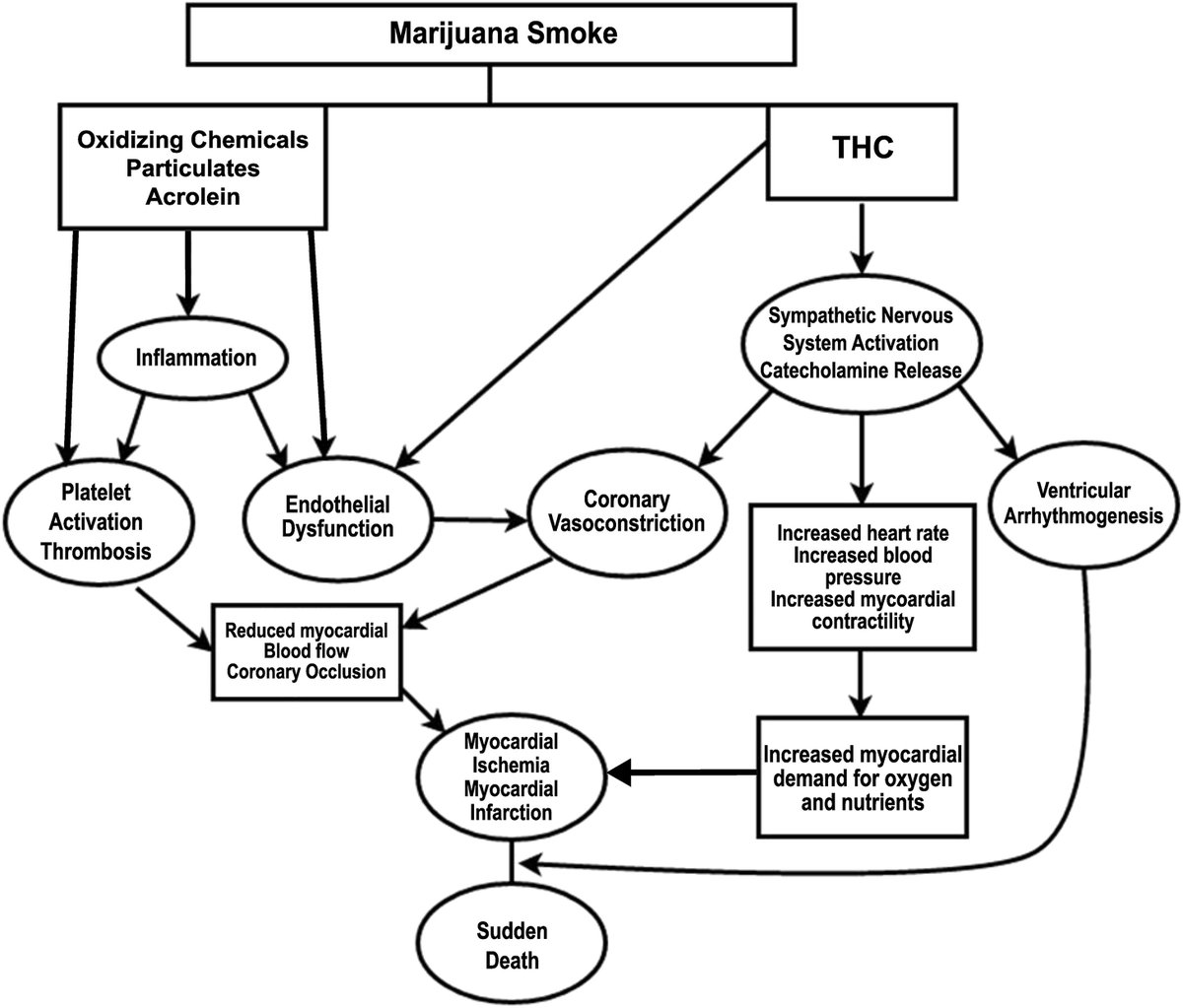 Derek_Leong_RPh's tweet photo. Great 3-pager from @CJC_JCC  about cardiovascular toxicity caused by THC.  Increased sympathetic tone leads to increased inotropy/chronotropy, supine HTN, arrhythmogenesis, paradoxical orthostatic hypotension.  CBD does not have these properties.
https://t.co/vV1Nm5ppj8 https://t.co/BOUe1HR8ZC