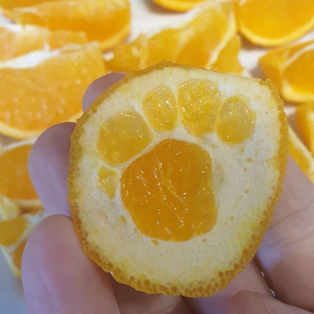 CadmanFitness's tweet photo. Orange Bear Prints
#vegan #nomeatathlete #fueledbyplants #plantpower #healthyeating #cleaneats #healthyfood #eatclean #fitspo #fruit #naturalsweetness #thisveganrunnercan #plantbuilt #crueltyfree #vegansofig #raw #veganuk #fruitarian #wholefood #whatv… https://t.co/ZA30o1H96d https://t.co/bCzr8M4Fka