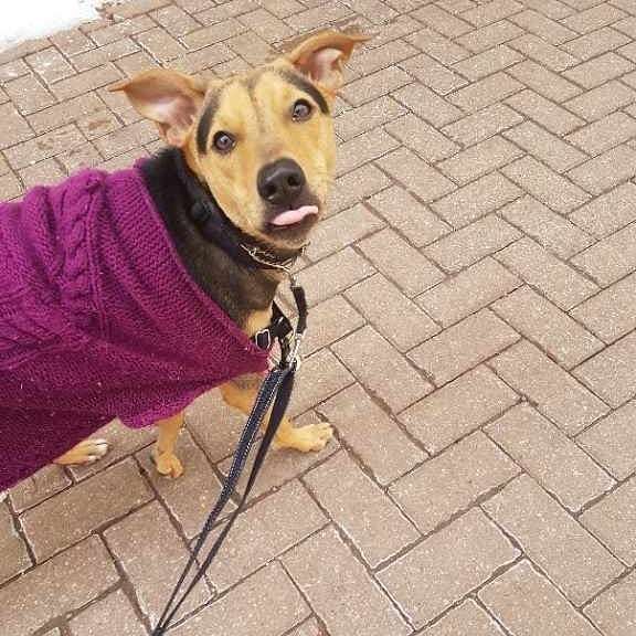 pupsofanarchy's tweet photo. Mondays 😋
.
.
.
#pupsofanarchy #pupsofinstagram #dogservices #dogsofinstagram #dogwalking #dogboarding #torontodogwalker #torontopooch #picturepawfect #torontodogwalks #joinourcrew #thesix #cutedogs #doglife #lovetoronto #capturetoday #yourstodiscove… https://t.co/Vm7aZoraXl https://t.co/1WuhpEPwpr