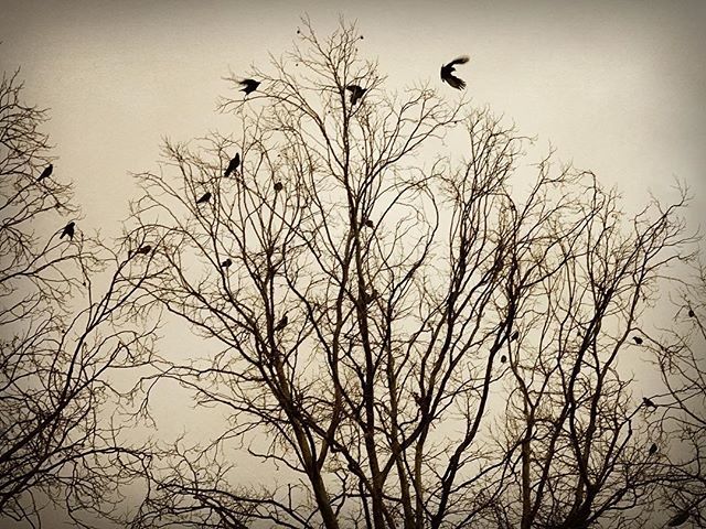 robt338's tweet photo. #birdsinthetrees #skeletontrees #birds https://t.co/k0qK4bsggF