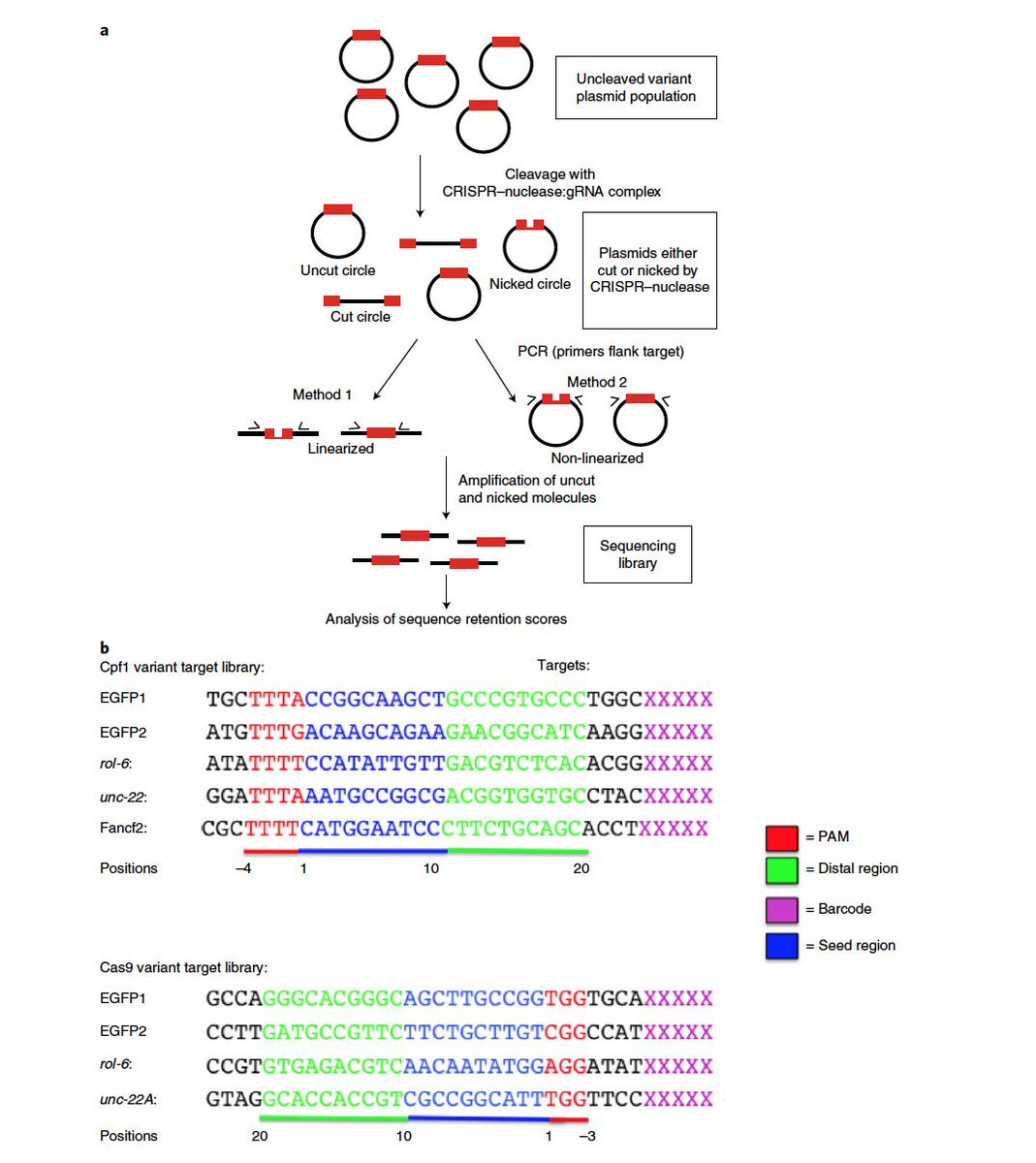 Dr Gaetan Burgio Md Phd Auf Twitter Interesting This Paper Published Today In Naturemicrobiol Shows That Crispr Cas9 Or Cas12a Cpf1 Can Display An Inherent Potent Nicking Activity In Yeast This Nicking