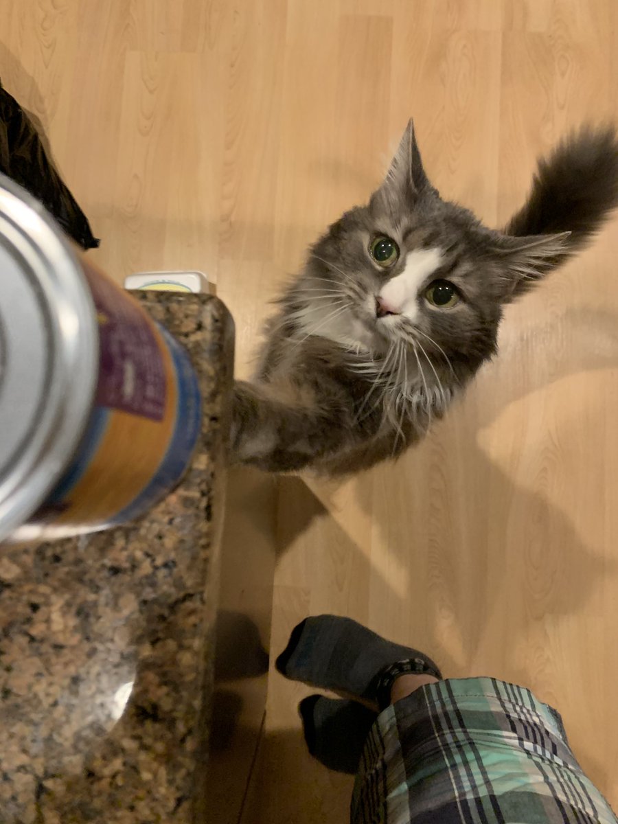 DmitriBaghTests's tweet photo. Tell me it's cat food! #lookatzipster https://t.co/ikI3Apnr0e