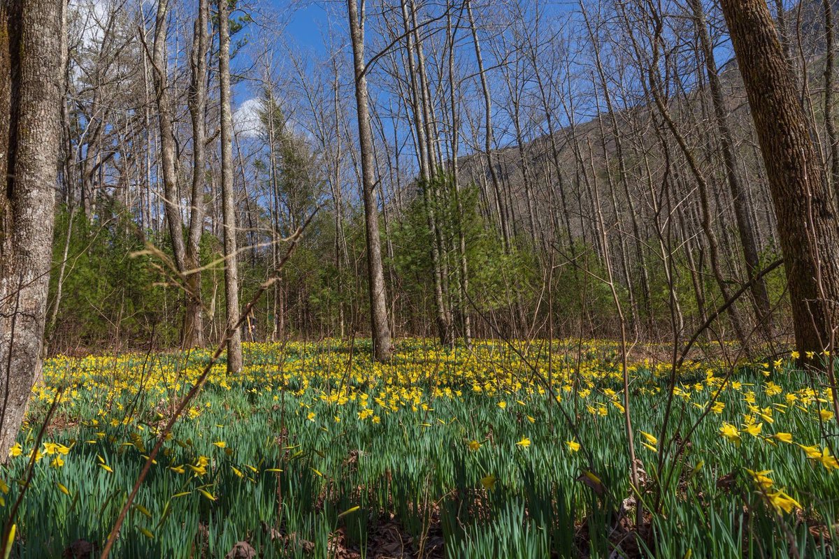 Potter Photography on Twitter "Daffodil Flats of the Linville