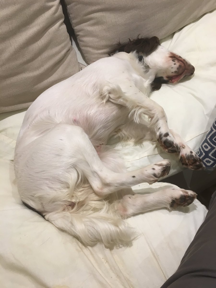 PaulGibson20's tweet photo. Night night Bramble #DaysWorkDone... https://t.co/d4ImDmO6O0