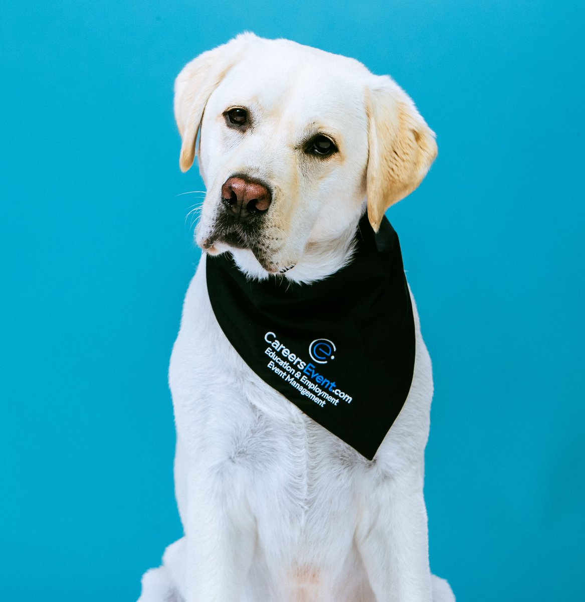 CareersEvents's tweet photo. Introducing the newest and cutest team member here at https://t.co/uPrEKwsNIf - Our Chief Morale Officer Oakley 🐶💛 https://t.co/QSqU0WpfwU