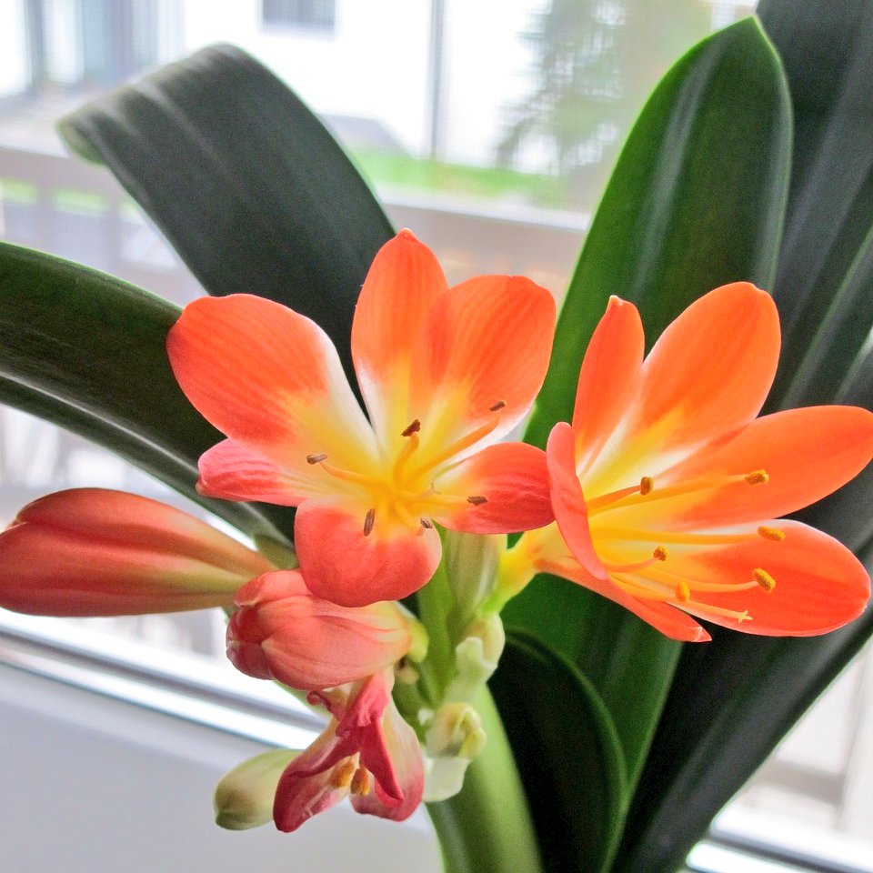 Цветок кливия киноварная. Кливия кливия цветок. Кливия цветок уход фото. Кливия дарума. Кливия.