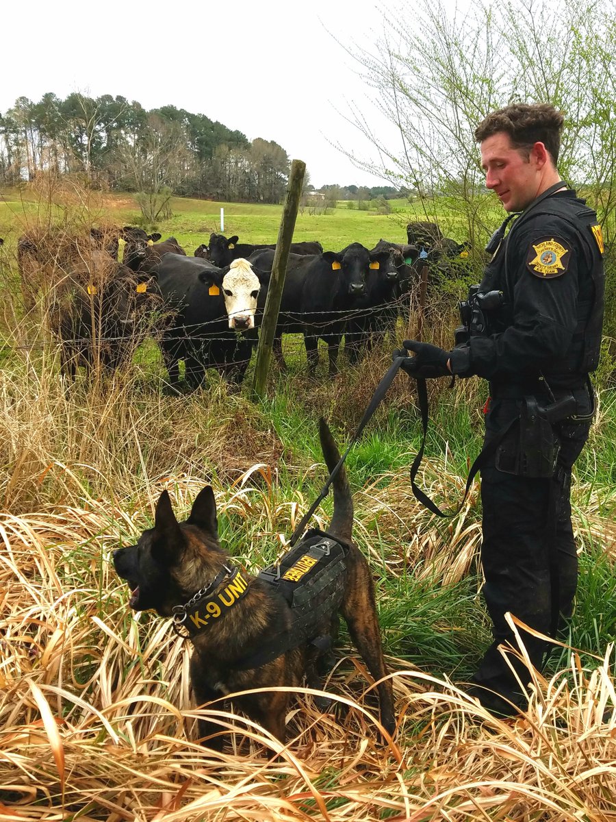 We had an audience at the end of today's training track. They were besotted with K9 Titus.