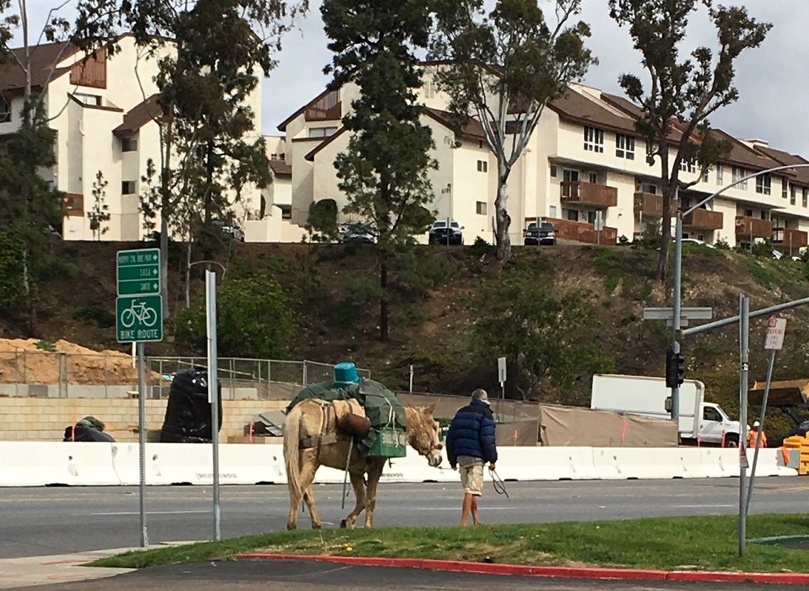 ysisd1562's tweet photo. Guess what I saw when I was having lunch in the city!?
#3mules https://t.co/48JvsrAtI8 https://t.co/Gt2AMo1N4M