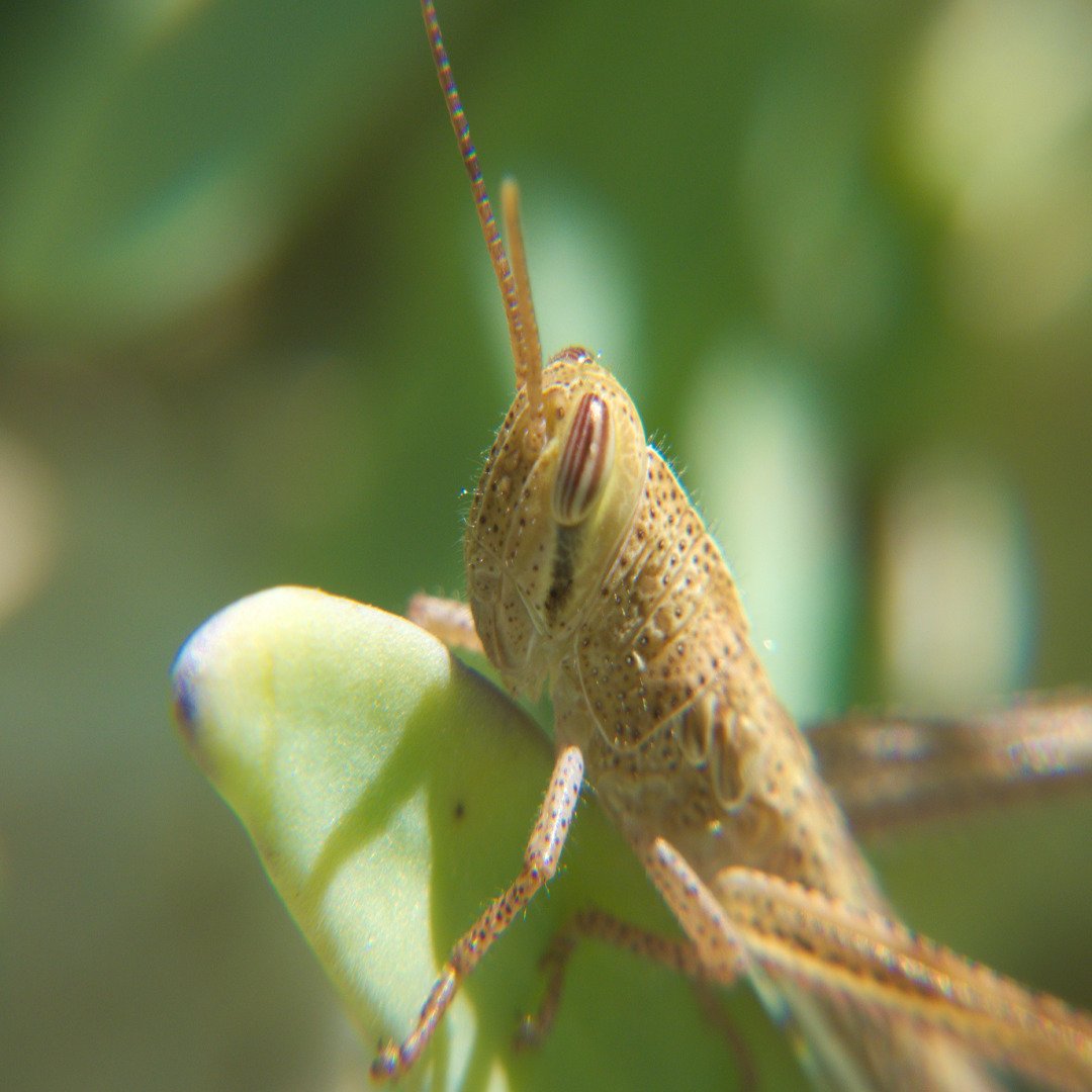 LoicRenia's tweet photo. des petits criquets à la volée
little grasshoppers!! jiminy's style!!
#grasshopper #macros #macrophotography #lovemacros #lumixfz72 #wildlifephotography #insect #loveinsect #naturephotography #guadeloupe #LeMoule #gwadloupanmwenbèl https://t.co/MQt3L1fd51