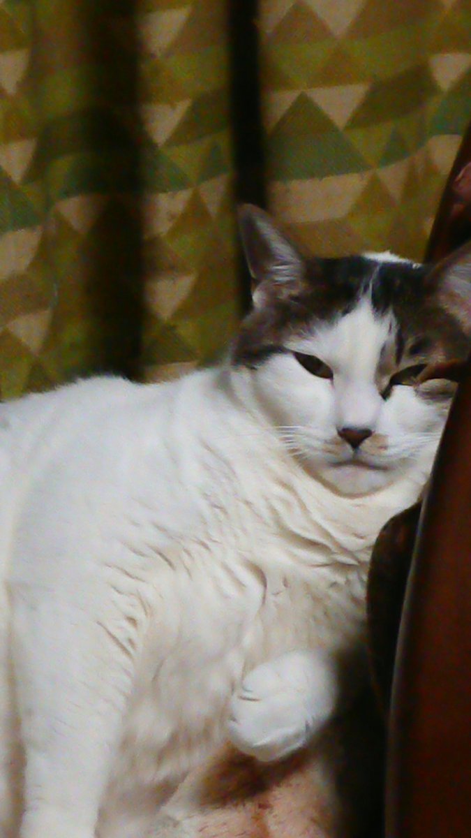 思ってたより人懐っこい生き物なんだな 初めて猫さんと暮らしたときのことを振り返った漫画に和む かわいいし賢い子 Togetter