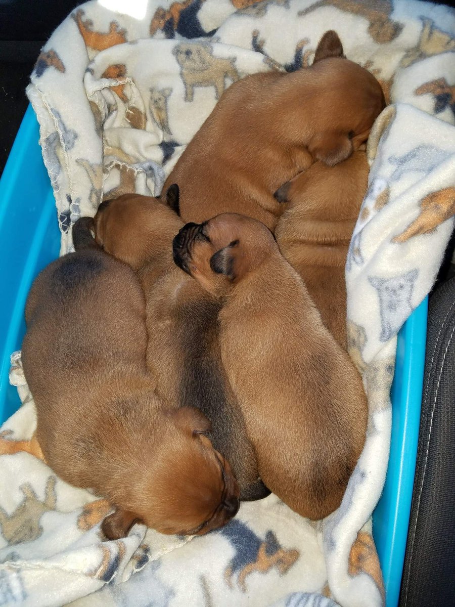 Hollywood19Miss's tweet image. One year ago today, I crawled under a house to rescue these 5 puppies, that had been trapped for 3 days. Today they're 100 lbs of pure happiness. #OneYear #HappyBirthday #GotchaDay #Rescue #AnimalRescue #animallover #Puppies #Dogs #PuppiesOfTwitter #DogsOfTwitter #Tosa