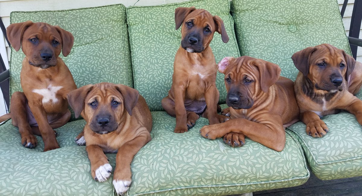 Hollywood19Miss's tweet image. One year ago today, I crawled under a house to rescue these 5 puppies, that had been trapped for 3 days. Today they're 100 lbs of pure happiness. #OneYear #HappyBirthday #GotchaDay #Rescue #AnimalRescue #animallover #Puppies #Dogs #PuppiesOfTwitter #DogsOfTwitter #Tosa