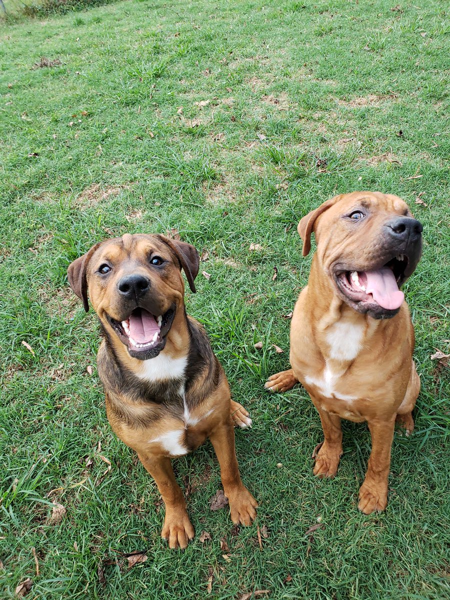 Hollywood19Miss's tweet image. One year ago today, I crawled under a house to rescue these 5 puppies, that had been trapped for 3 days. Today they're 100 lbs of pure happiness. #OneYear #HappyBirthday #GotchaDay #Rescue #AnimalRescue #animallover #Puppies #Dogs #PuppiesOfTwitter #DogsOfTwitter #Tosa