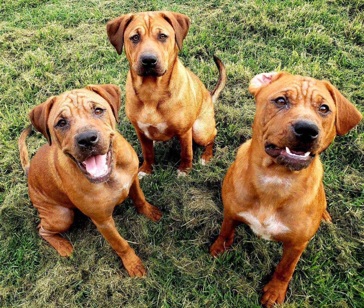 Hollywood19Miss's tweet image. One year ago today, I crawled under a house to rescue these 5 puppies, that had been trapped for 3 days. Today they're 100 lbs of pure happiness. #OneYear #HappyBirthday #GotchaDay #Rescue #AnimalRescue #animallover #Puppies #Dogs #PuppiesOfTwitter #DogsOfTwitter #Tosa