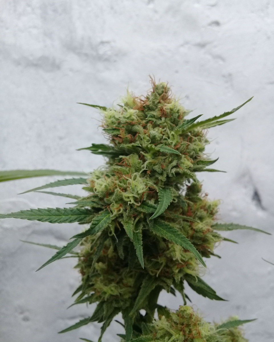 paradiseseeds's tweet photo. This plant will also thrive in outdoor grow spaces, providing a happy experience for growers in northern regions of Europe, Canada and America thanks to the Mendocino factor in the Skunk mix. #MendocinoSkunk #ParadiseSeeds #FinestSeedCollection https://t.co/71dV4GCrB9