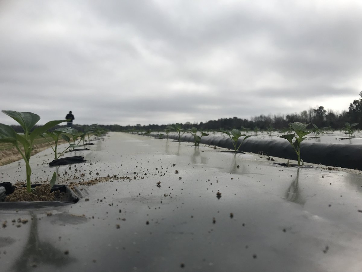 SouthernValley's tweet photo. Lots of grey skies and stormy weather this week, but our newly transplanted seedlings are still standing tall! 

#onefarmthreelocations #southernallyearlong #familyownedfamilygrown #GeorgiaGrown https://t.co/AXm56PKGdR