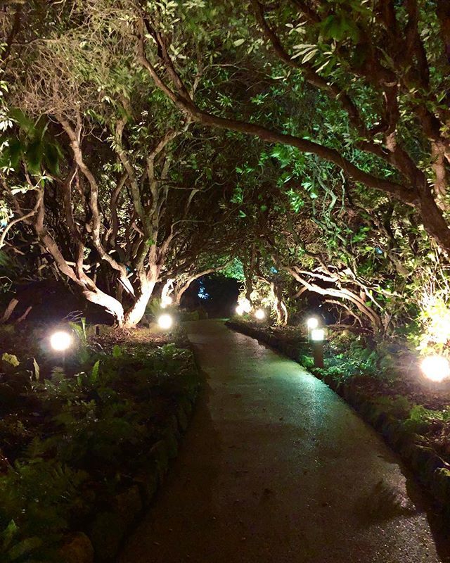 michalkotoc's tweet photo. #garden #zahrada #eastgrinstead #sainthill #sainthillmanor #manor #evening #vecer #noc #night #nature #priroda #lights #svetla #green #zelen #walk #prechadzka #beautiful #dnescestujem #vylet #trip #cesta #beautiful #nadhera #england #anglicko #uk #shoton… https://t.co/rGU7Pc7yMD https://t.co/ye2loR1QvM