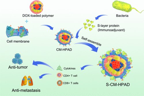 nanotrac's tweet photo. ACS AMI [ASAP] Surface-Layer Protein-Enhanced… https://t.co/gHP3PsohIx Via @ACS_AMI #ACSAppliedMaterialsAndInterfaces #InterdisciplinaryCommunity #ScienceJournal #FunctionalInorganicDevices #BiologicalApplications #CatalysisApplications #FunctionalNanostructuredMaterials https://t.co/jhswI6T3M9