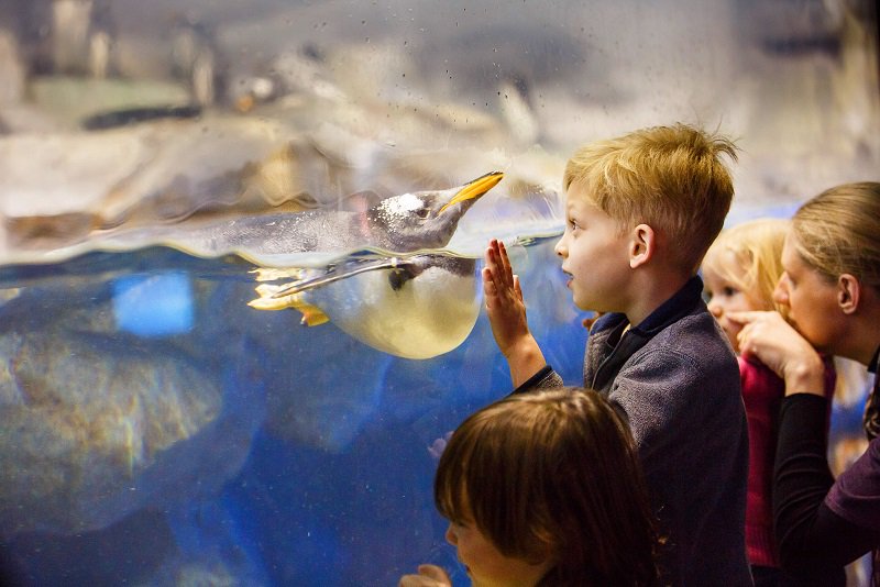 visitchatt's tweet photo. Be an island explorer, conductor, rock climber, and more during Chattanooga's Spring Break Safari March 9-April 7: https://t.co/tGDvUpdPHF #ChattanoogaFun #SpringBreakSafariCHA https://t.co/BwP3GJ5LO6