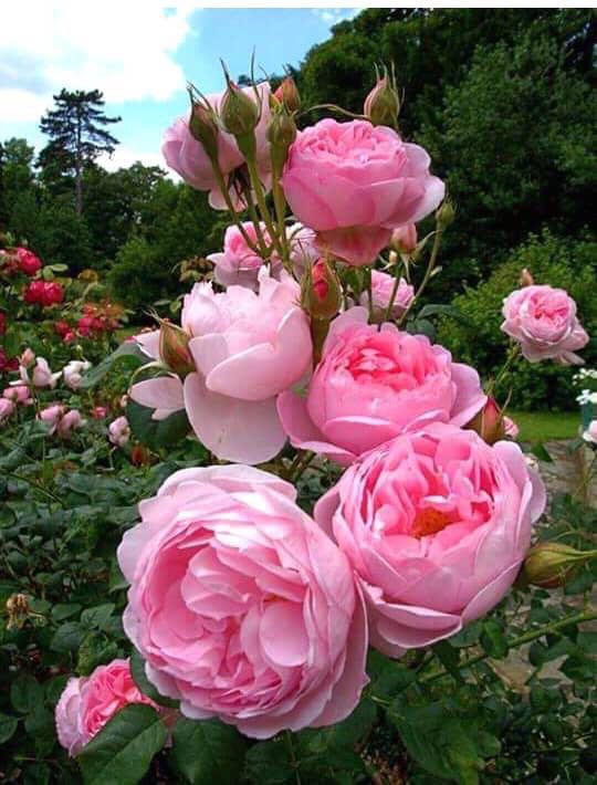 Kay lenz Birthday I Wish you a happy birthday and happy days.       