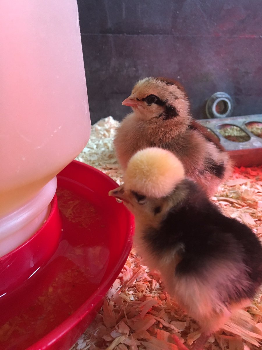 Its been an eventful few weeks here at the farm. We’ve introduced countless babies and are still expecting a few more. We love teaching the youth about our farm and the animals that live on it!  #aged #outdoorlearning #bowersschoolfarm #bloomfieldhillsmi