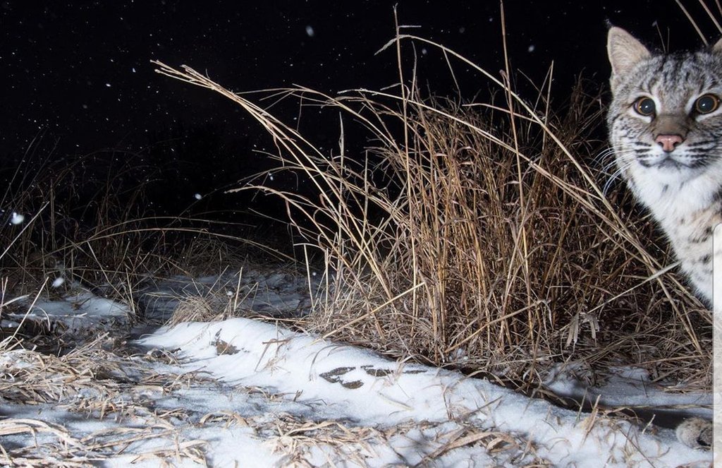 PlatteBasin's tweet photo. "Bobcat Prairie definitely lives up to its name."

Photo and caption by @ethan_freese

#plattebasintimelapse #prairiecorridor #Nebraska #prairie #bobcat https://t.co/ThsSINW0FH