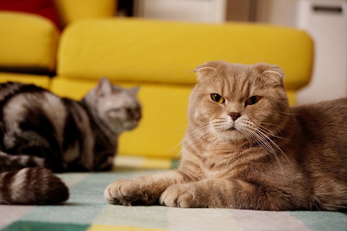 dalbus_JW's tweet photo. 이즈 뇨쇽
#surinoel #수리노을 #surinoelyoutube #youtube #유튜브 #cat #고양이 #냥스타그램 #캣스타그램 #이즈 #Iz #워즈 #곰냥이 #곰즈 #왕발이즈 #맛조개즈 #초코식빵이즈 #꼬치즈 #샅바즈 #빤즈 #크고소중한이즈 #눈치빠른이즈 #하나남은내선물 #절대쿠션 #불효즈 #해태즈 #뺏기지않을거예요 https://t.co/GwA6ADP2GM