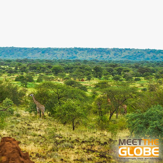 meet_the_globe's tweet photo. 🇬🇧Request you #safari itinerary
🇩🇪Fragen Sie nach Ihrer Safari
🇪🇸Solicite su itinerario de safari
#safaris #giraffes #giraffe #masaimara #safarilife #booksafari #africansafari #traveltanzania #visitkenya #safarilive #gamedrive #rwanda #photosafari #wildlife #animals #meettheglobe https://t.co/YBB1f7Jmz3