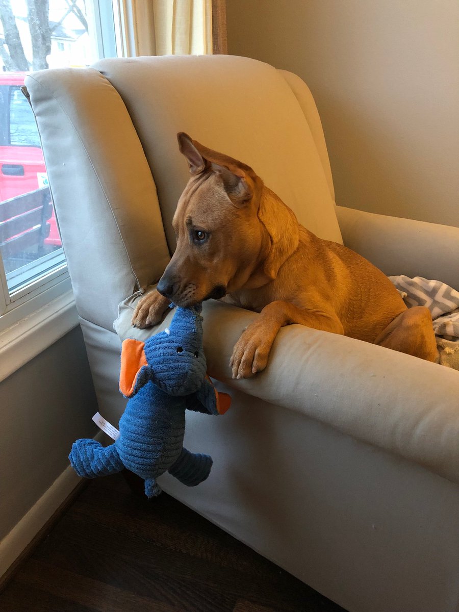 Ms_Knapp's tweet photo. When a simple text message of your dog waiting for you makes your day. https://t.co/pRoOS8zfza