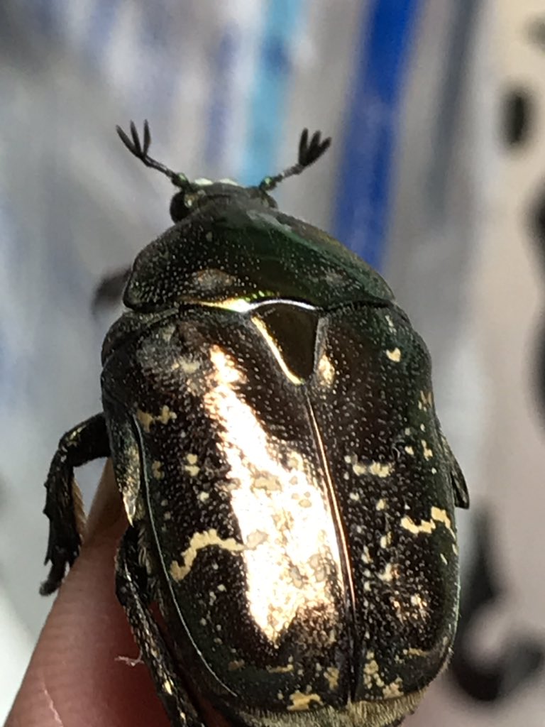 Fumihiko Hirai 昆虫スローの人 בטוויטר それはすごいですね 餌がよいのでしょうか それよりも山口先生が虫を飼っていることに驚きました もし背中に白い斑点があればシロテンハナムグリです 成虫で越冬します