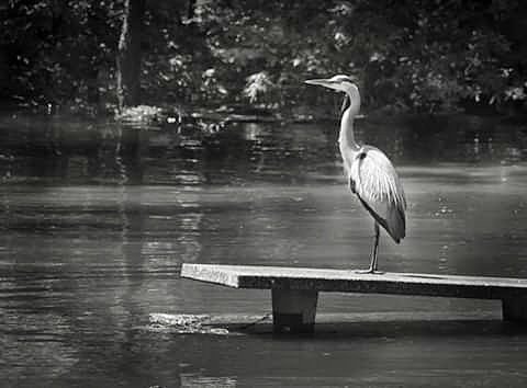 GoingThere1's tweet photo. Flooded campgrounds. Photo was taken by my amazing husband #oktraveltakeover #goingthere #oktravel #oklahomastatepark #sequoyahstatepark #ilovemyhusband #myoklahoma #travelphotography  #traveltips #travelguide https://t.co/qEGM9o653t