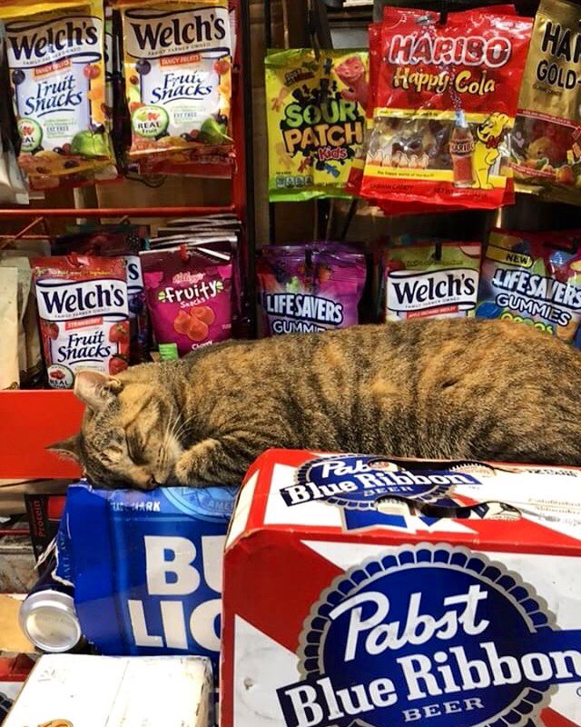 Bodegacats_'s tweet photo. https://t.co/EsWq3xte4K