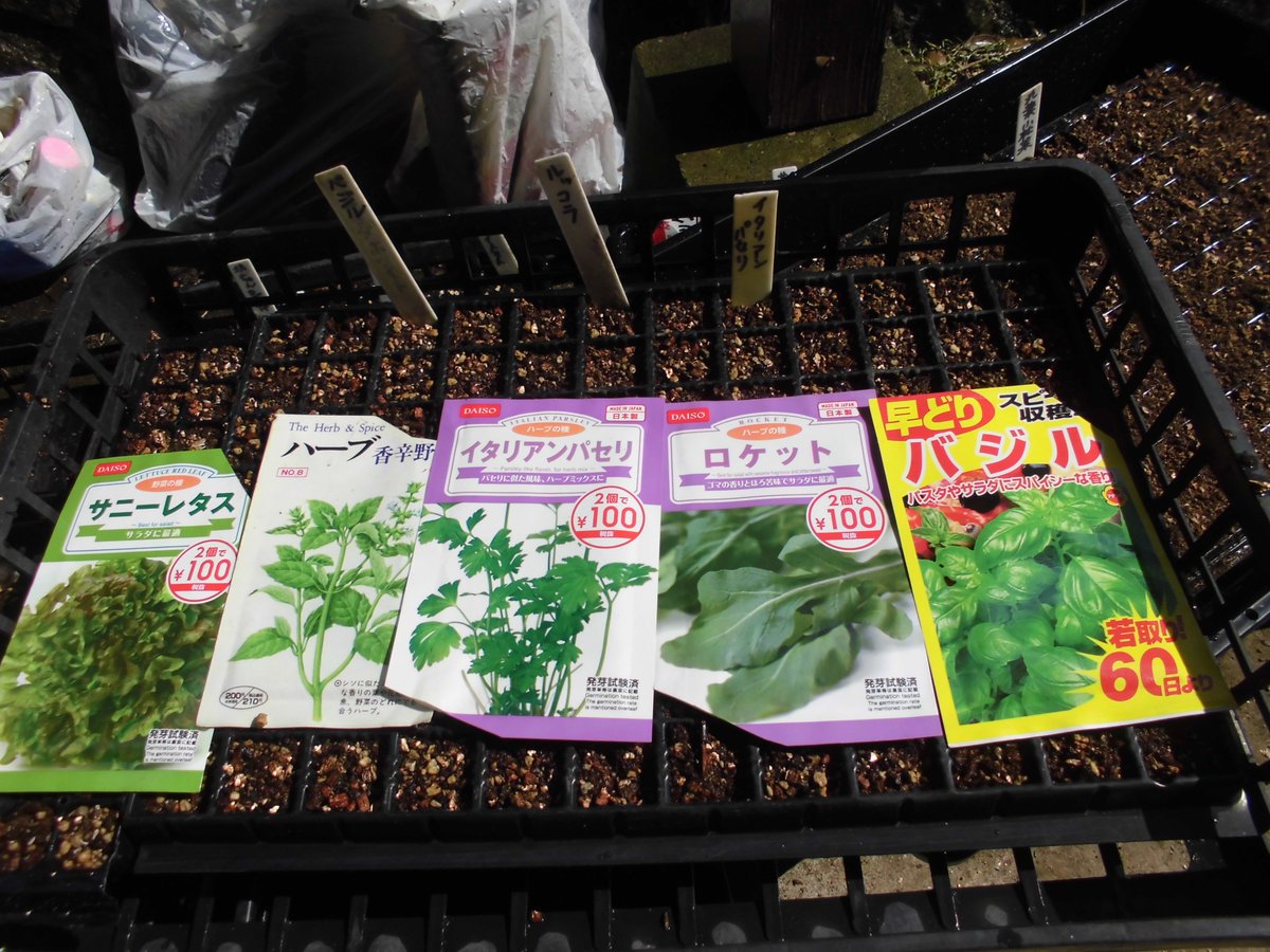 うさ たぶん ばら撒きして出てきたのはイタリアンパセリじゃなくて ただの雑草だと思われ 今日コーナンでイタリアンパセリの苗 が出てたので 手が出そうになったけど我慢した ダイソーで探すんだけど 種見当たらないんだよね 秋にしか出ない