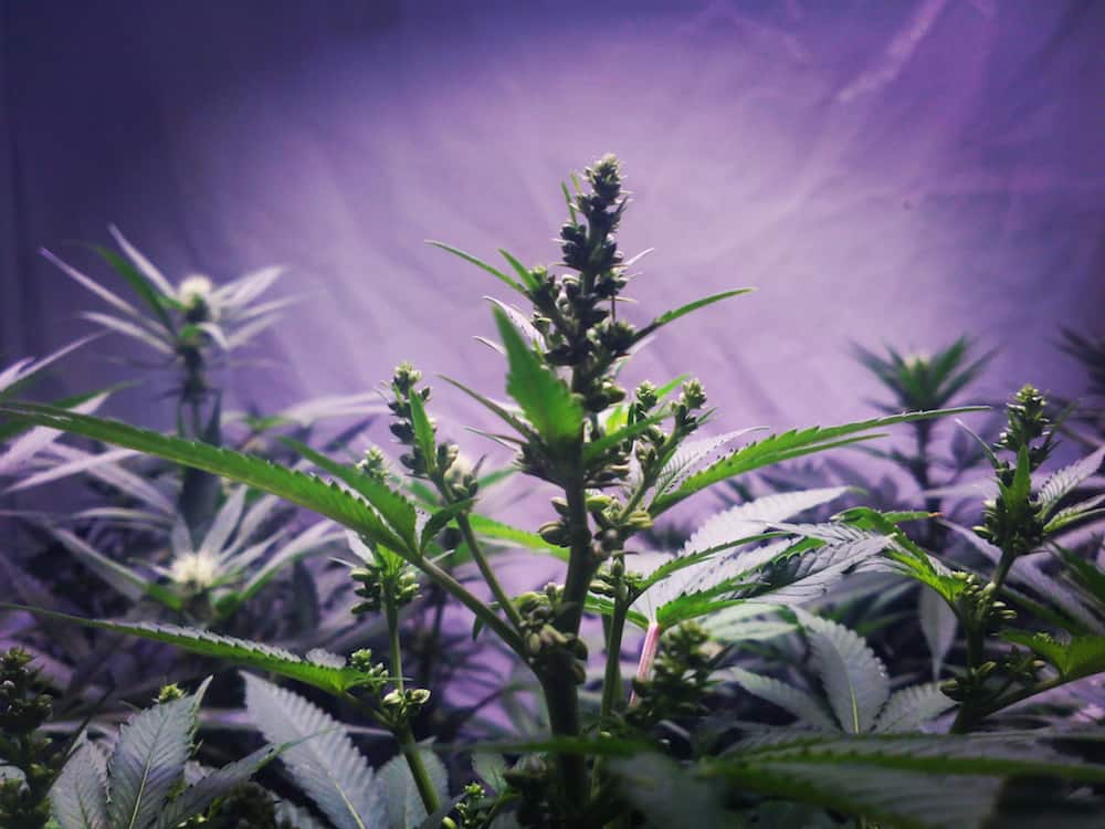HIGH_TIMES_Mag's tweet photo. Get Creative. Here's What You Need To Know About Selective Cannabis Breeding.  https://t.co/Bwniri70t6 #cannabisbreeding #cannabisgenetics #growyourown https://t.co/NUOyo0SMMp
