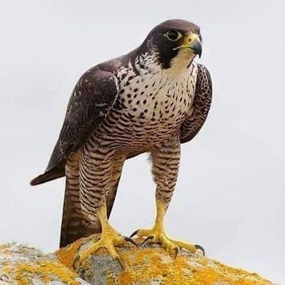 تعالوا انضموا الي #BIGOLIVE  bigo.tv/sid/2375705442…