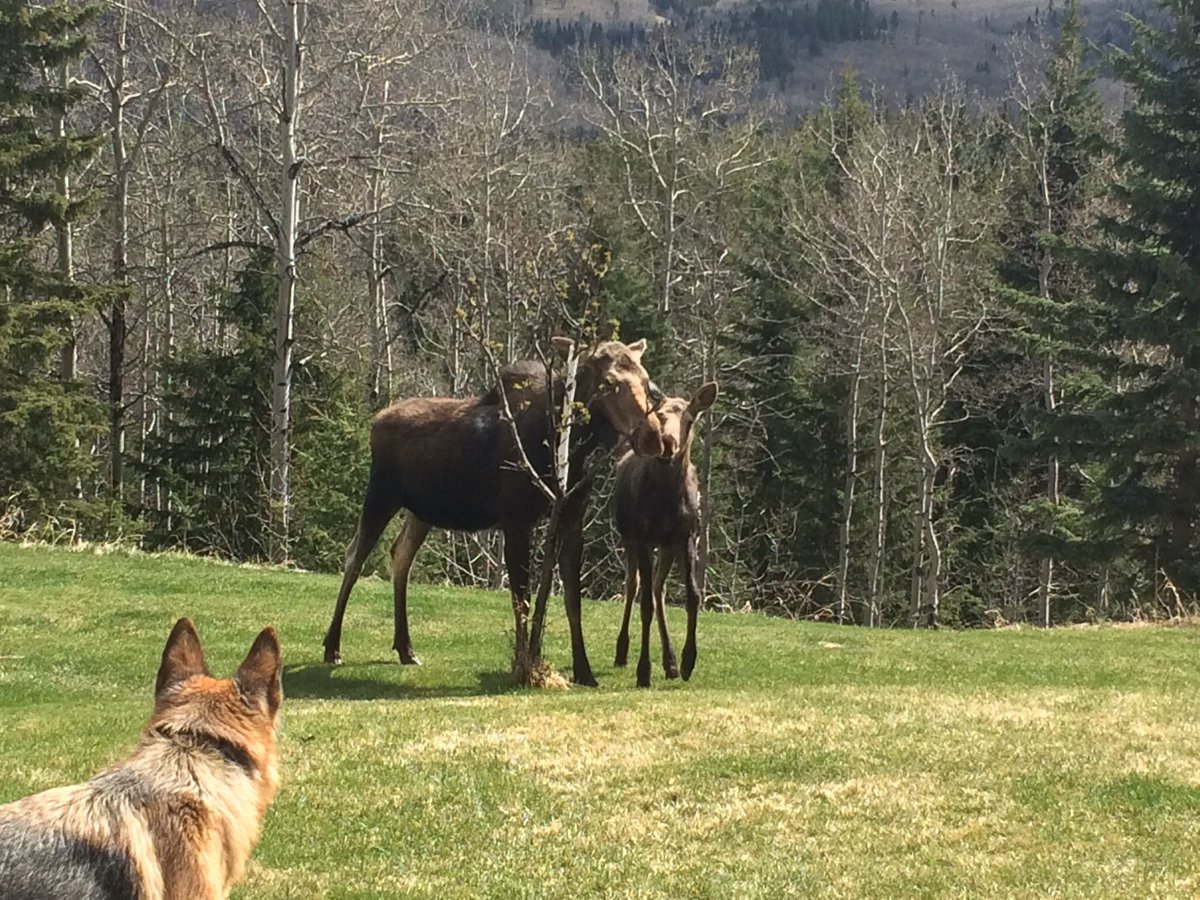 Bragg Creek and Greater Area Historical Society on Twitter "In honor of WorldWildlifeDay March