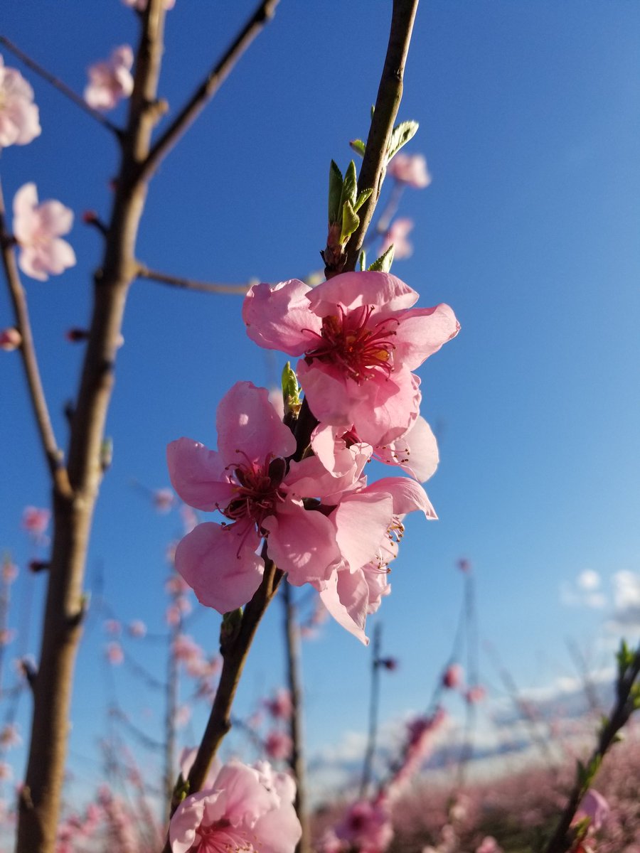 SimonianFruit's tweet photo. Honey Lite Yellow Nectarines in full bloom! #SFC #SimonianFarming #SIMCO #Bloom #Blossoms #BlossomTrail #FresnoCounty #SanJoaquinValley #CentralValley #California #CAGrown #CaliforniaGrown #Fowler #YellowNectarines #Nectarines #CaliforniaNectarines #StoneFruit @GoBlossomTrail https://t.co/g8B9CwZP0V