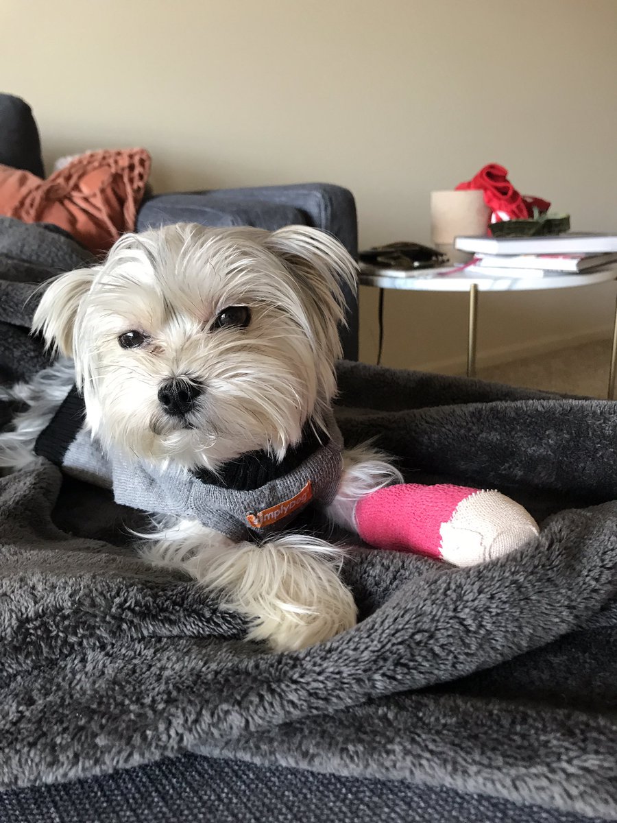 Alessandra DiRenzo tweet media