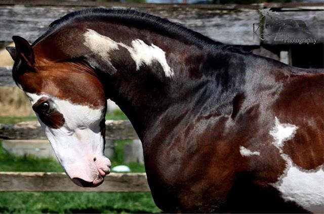 cowboymagic's tweet photo. 🌟Wow Power🌟 
Photo by @deetime_08_aphastallion
.
"I'm ready for shiny ponies and sunshine.”
Photo by Kelsie Zoller Photography
.
.
.
.
.
#apha #aphaproud #aphastallion #americanpainthorse #stallion #painthorse #paint #aqha #aqhaproud  #hunterundersad… https://t.co/QPyPBqvWOK https://t.co/QUiAFL5cvv