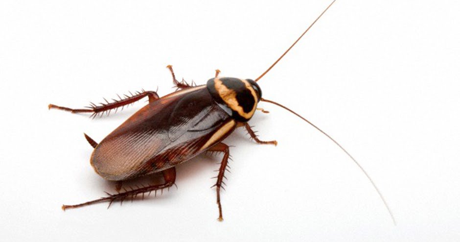 QueSignificaSC's tweet image. Que significa soñar con cucarachas: Soñar con cucarachas vivas o muertas es un sueño poco común, y aunque pasa muy rara vez, cuando sucede hace que despertemos con un mal sabor de boca. Hay muchas interpretaciones para este tipo de sueños, desde reflejar… dlvr.it/R09bN9