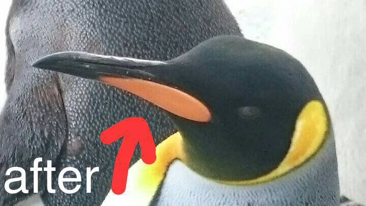キングペンギンのくちばしに関する衝撃の事実にペンギン好きな人もびっくり えええ どういうこと Togetter キングペンギンのくちばしに関する衝撃の事実にペンギン好きな人もびっくり えええ どういうこと Togetter
