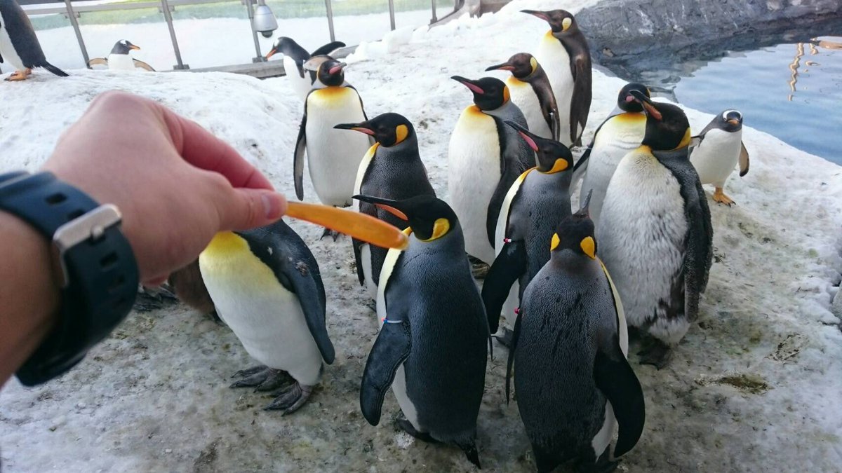 旭川市旭山動物園 公式 キングペンギンのくちばしのオレンジ色の部分は １年に１回はがれます コントラストが鮮やかですね 旭山動物園 Asahiyamazoo キングペンギン Kingpenguin ぺんぎん館
